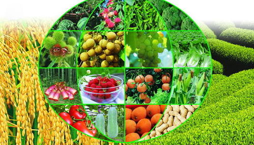 工廠停產(chǎn)下的農(nóng)業(yè)機遇 蔬菜產(chǎn)業(yè)能否迎來大發(fā)展？