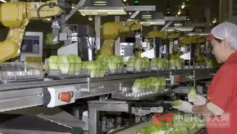 68臺工業(yè)機器人日處理55萬棵蔬菜，傳統(tǒng)蔬菜工人面臨轉(zhuǎn)型挑戰(zhàn)