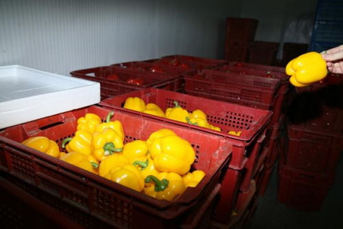 持續(xù)嚴寒中的上海果蔬大棚 果菜葉菜豐收忙，苗木茁壯成長